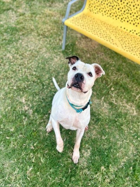 SNOOPY, a dog for adoption from City of Temple,TX.Animal Shelter
