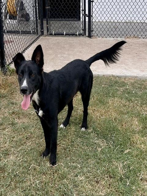 OAKLEY, a dog for adoption from City of Temple,TX.Animal Shelter