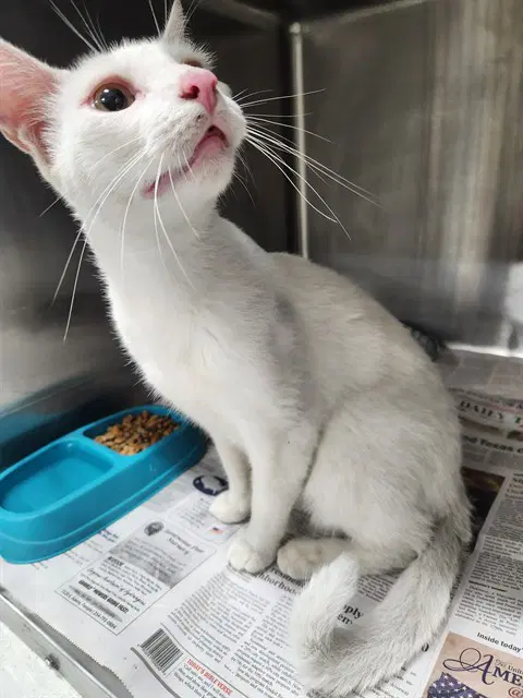 Snowball - Domestic Short Hair