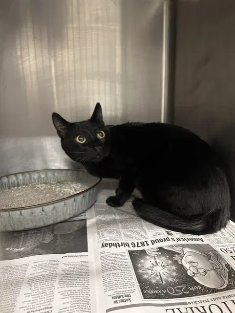 Unknown - Domestic Short Hair