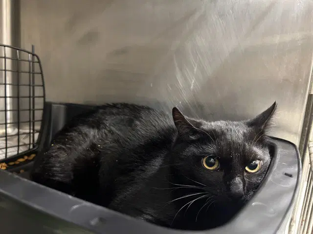Unknown - Domestic Short Hair