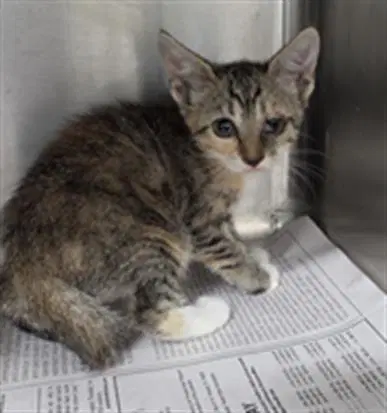 Unknown - Domestic Short Hair