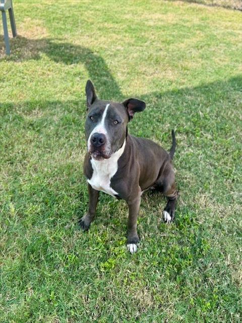 CYPRESS, a dog for adoption from City of Temple,TX.Animal Shelter