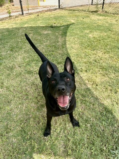HICKORY, a dog for adoption from City of Temple,TX.Animal Shelter