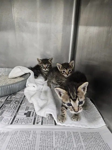 Unknown - Domestic Short Hair