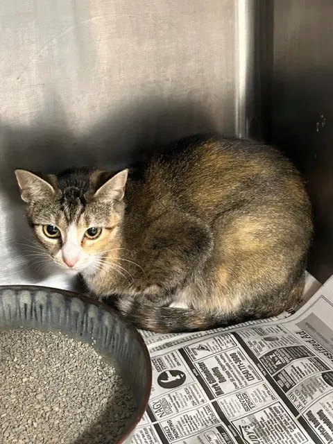 Suki - Domestic Short Hair