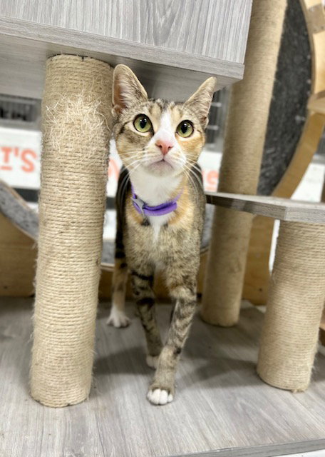 SUKI, a cat for adoption from City of Temple,TX.Animal Shelter