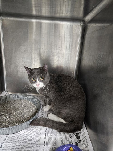 A080952, a cat for adoption from City of Temple,TX.Animal Shelter