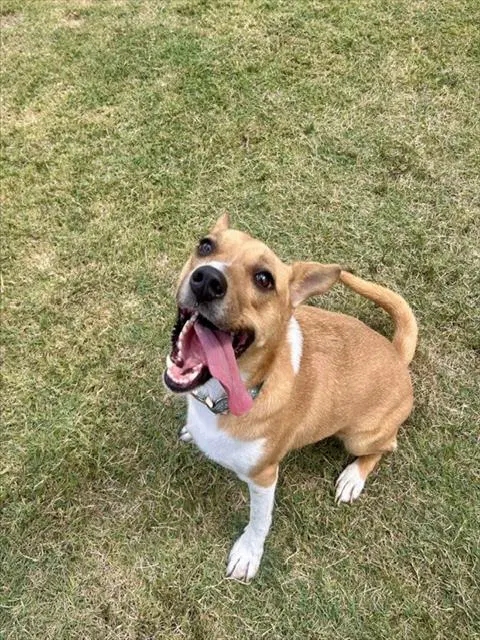 Angel - Labrador Retriever