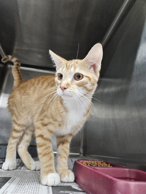 A080956, a cat for adoption from City of Temple,TX.Animal Shelter