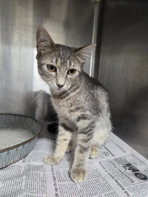 Iris - Domestic Short Hair