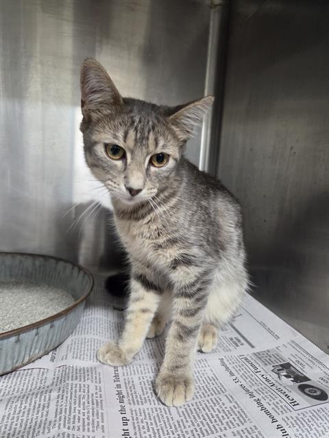 A080959, a cat for adoption from City of Temple,TX.Animal Shelter