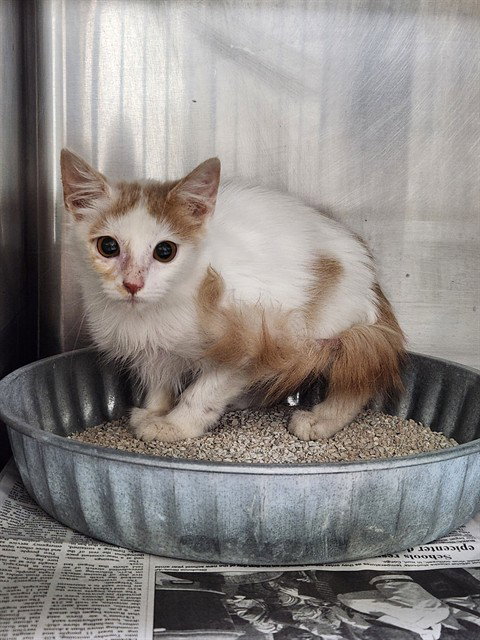 A080963, a cat for adoption from City of Temple,TX.Animal Shelter