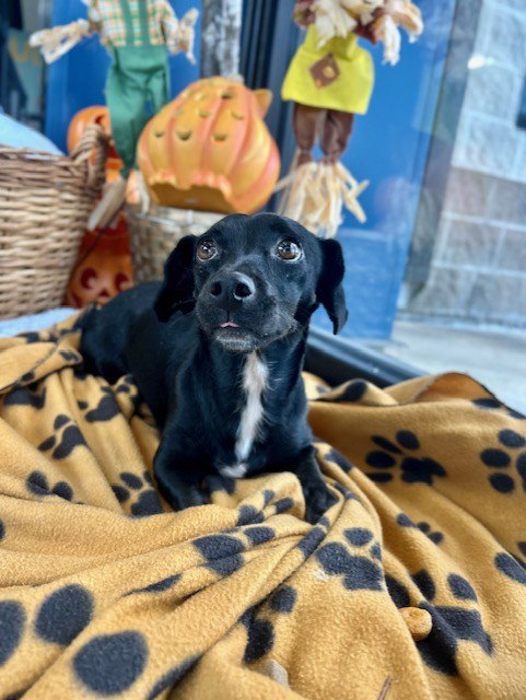 PEPPER, a dog for adoption from City of Temple,TX.Animal Shelter