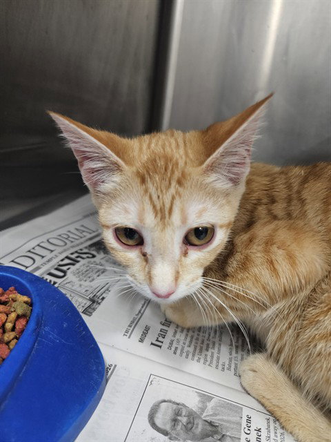 A081015, a cat for adoption from City of Temple,TX.Animal Shelter