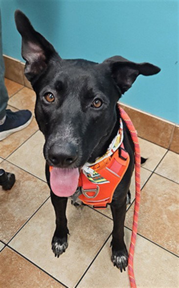CHICO, a dog for adoption from City of Temple,TX.Animal Shelter