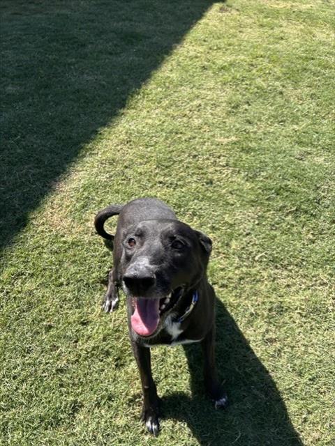CHICO