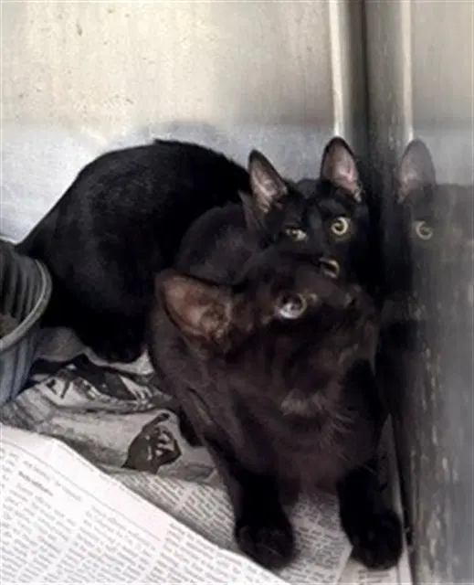 Unknown - Domestic Short Hair