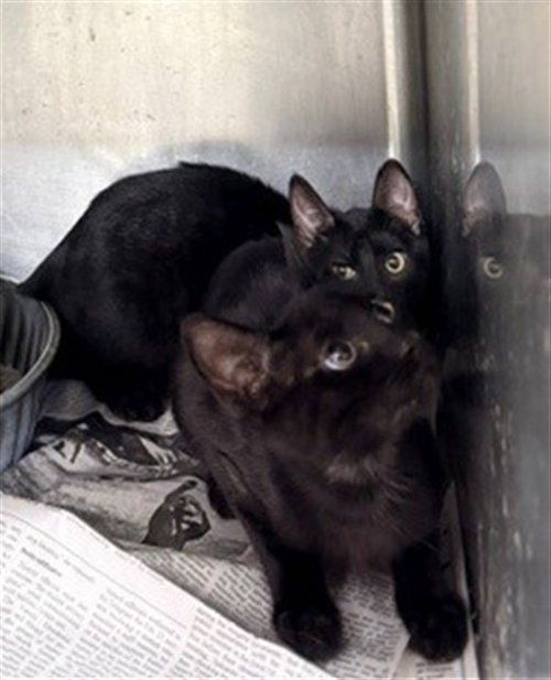 A080897, a cat for adoption from City of Temple,TX.Animal Shelter