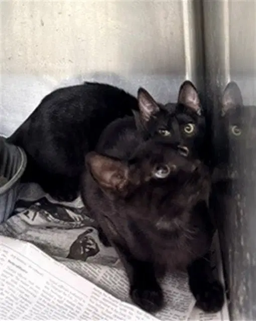 Unknown - Domestic Short Hair