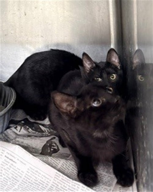 A080898, a cat for adoption from City of Temple,TX.Animal Shelter