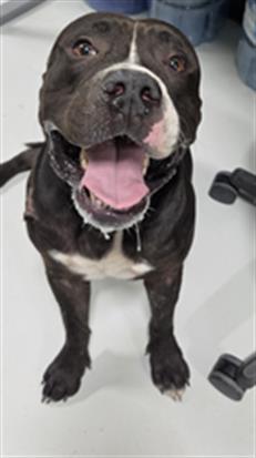 A080976, a dog for adoption from City of Temple,TX.Animal Shelter