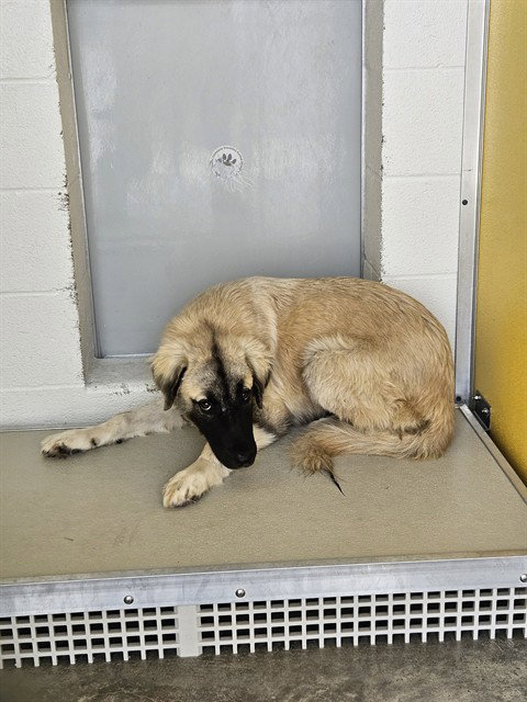 SUGAR, a dog for adoption from City of Temple,TX.Animal Shelter