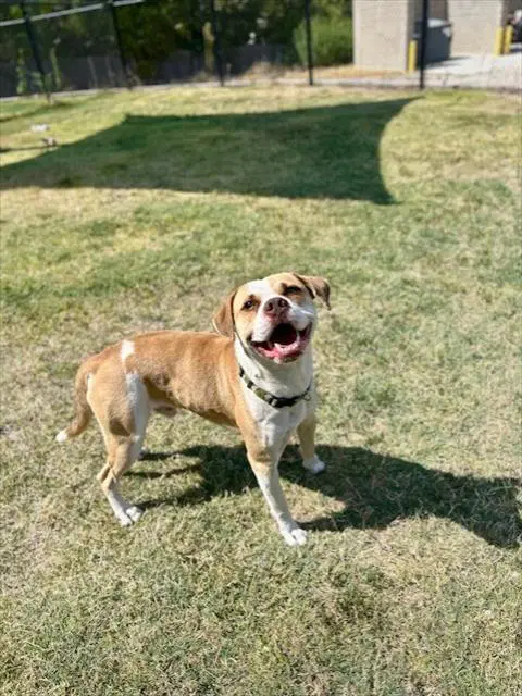 Sir Duke - Bulldog