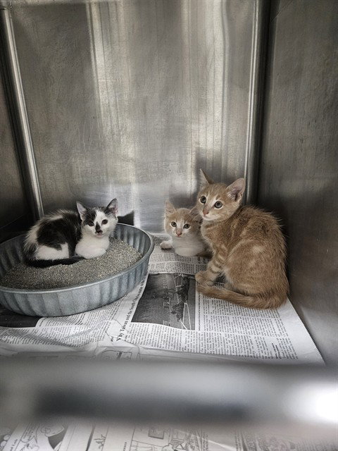 A081044, a cat for adoption from City of Temple,TX.Animal Shelter