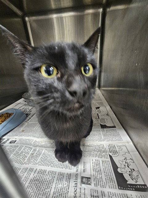 A081047, a cat for adoption from City of Temple,TX.Animal Shelter
