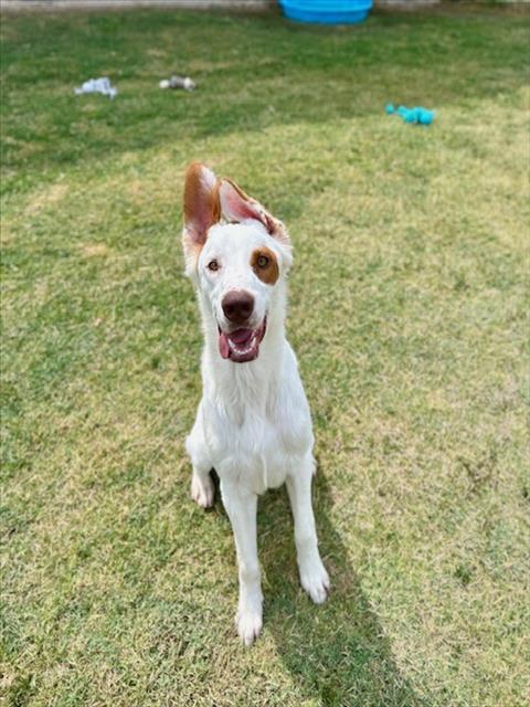RIVER, a dog for adoption from City of Temple,TX.Animal Shelter