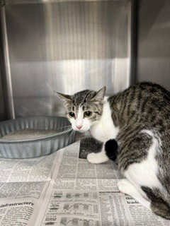 Lilo, Domestic Short Hair