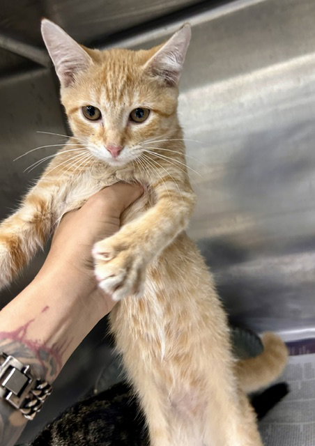 Little John, Domestic Short Hair