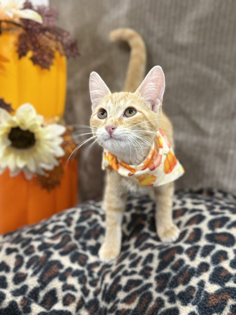 Little John, Domestic Short Hair (medium coat)