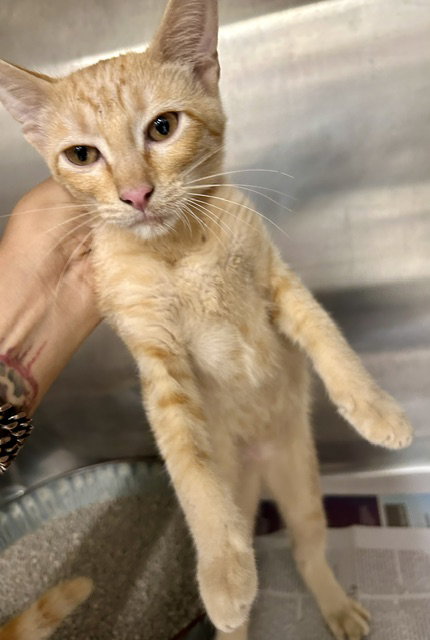 Robinhood, Domestic Short Hair