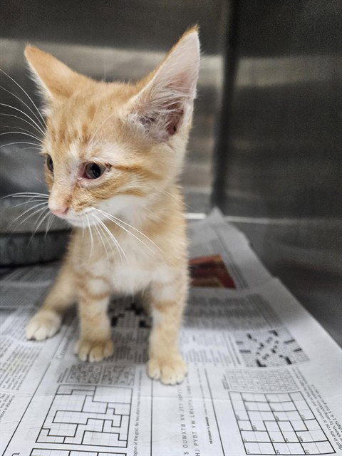A081055, a cat for adoption from City of Temple,TX.Animal Shelter