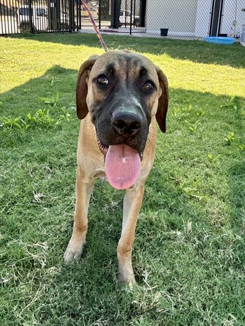 Tot, Labrador Retriever / Pit Bull Terrier / Mixed (medium coat)