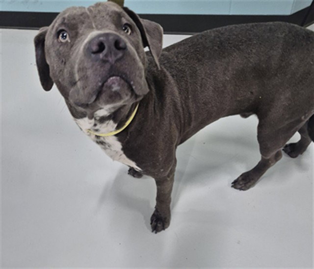 A081008, Pit Bull Terrier