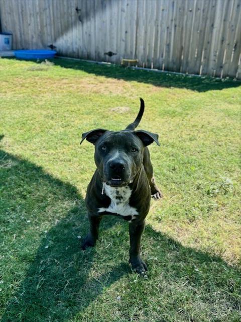 B.B, a dog for adoption from City of Temple,TX.Animal Shelter