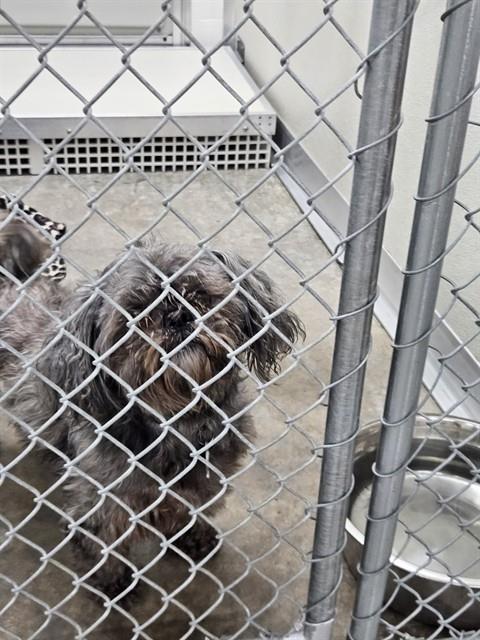MIKEY, a dog for adoption from City of Temple,TX.Animal Shelter