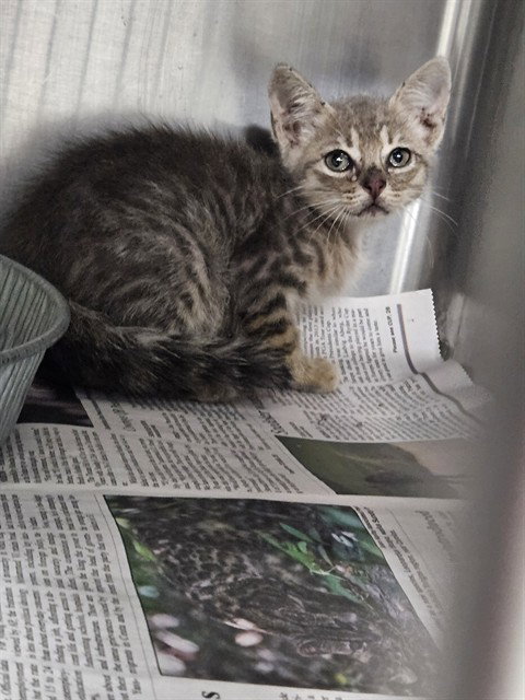 A081080, a cat for adoption from City of Temple,TX.Animal Shelter