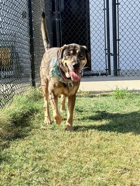 GRETA, a dog for adoption from City of Temple,TX.Animal Shelter