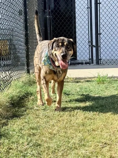 Greta - German Shepherd Dog