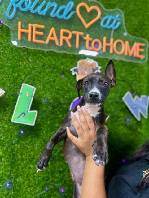 SAMMIE, a dog for adoption from City of Temple,TX.Animal Shelter