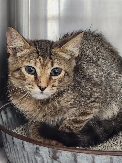 A081028, a cat for adoption from City of Temple,TX.Animal Shelter