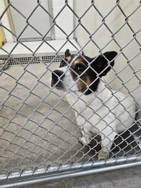 Unknown - Jack Russell Terrier (Parson Russell Terrier)