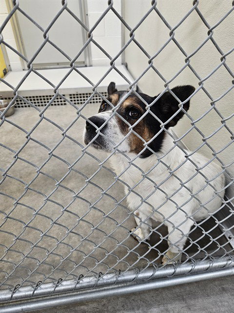 A081037, a dog for adoption from City of Temple,TX.Animal Shelter
