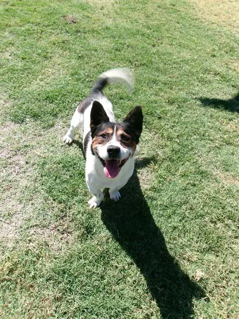 Unknown - Jack Russell Terrier (Parson Russell Terrier)