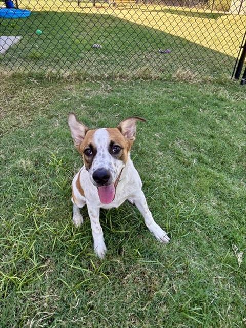 JAKE SULLEY, a dog for adoption from City of Temple,TX.Animal Shelter