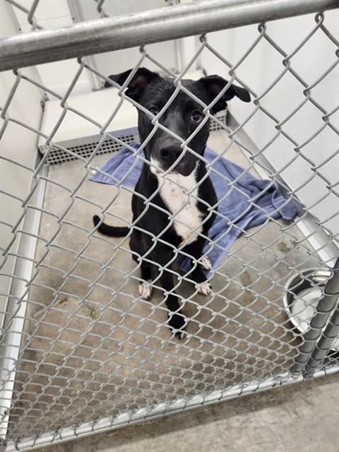 JACKSON, a dog for adoption from City of Temple,TX.Animal Shelter